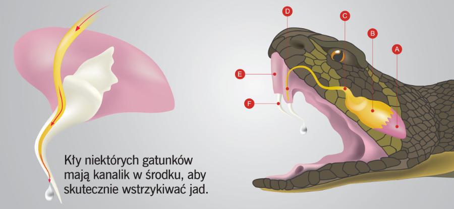 Najważniejszy element w produkcji jadu stanowią gruczoły jadowe umiejscowione w tylnej części głowy. A. Mięsień zwieracz wtłaczający jad, B. Gruczoł jadowy, C. Główny przewód jadowy, D. Przewód jadowy drugiego rzędu, E. Ochronna błona śluzowa, F. Kły.