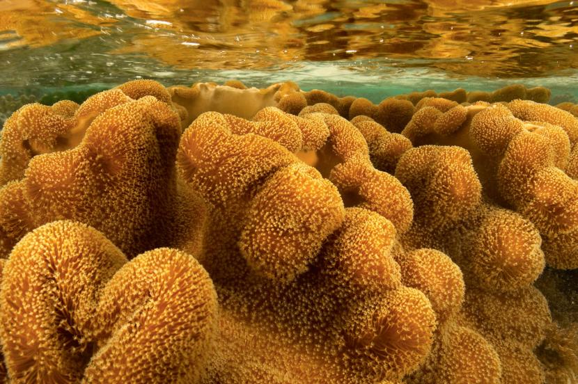 Wielka rafa koralowa