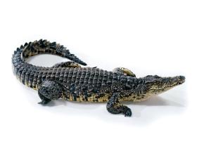 Prekrokodyle w czasach kryzysu pożywiały się roślinami.