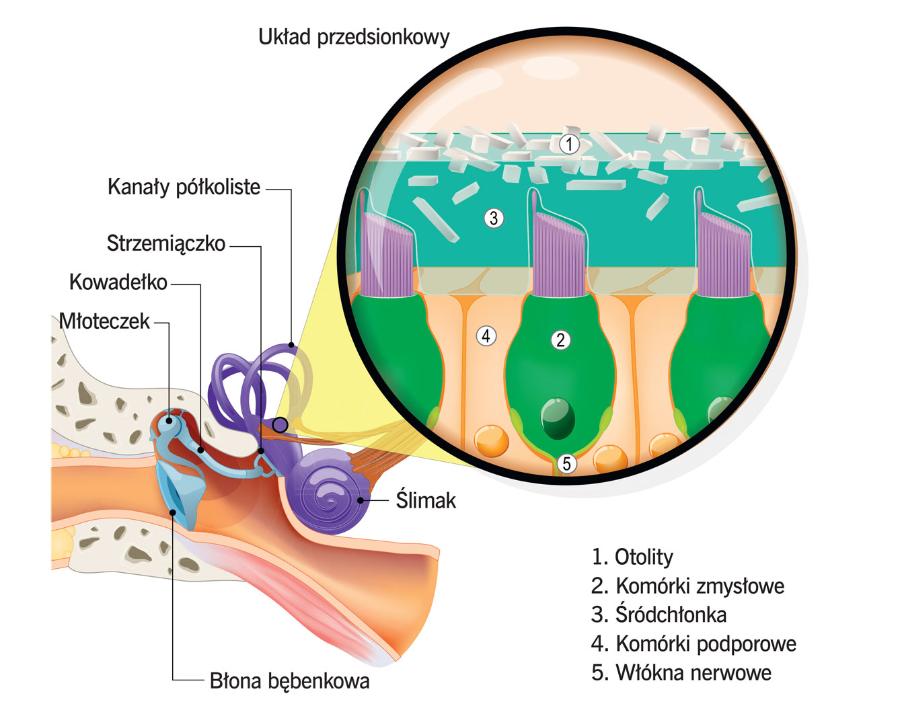 Układ przedsionkowy.