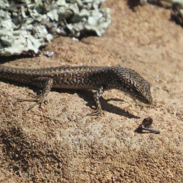 Carinascincus ocellatus