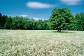 Polana w puszczy – cicho, ale nie pusto