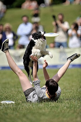 to show, w którym sprawnością i kreatywnością muszą wykazać się nie tylko psy...