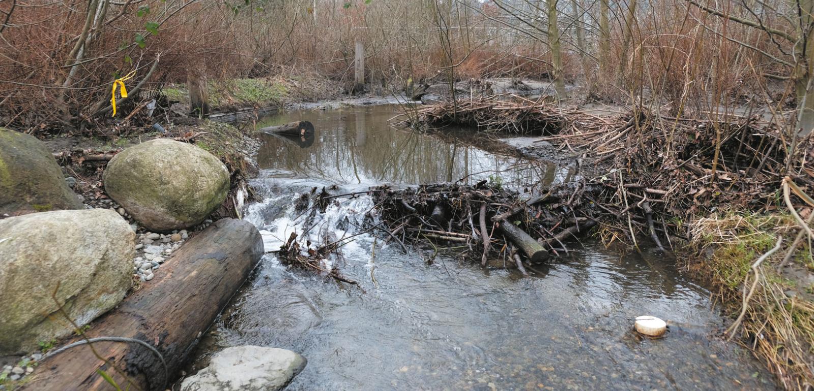 Umieszczone w korycie strumienia Thornton Creek głazy i pnie drzew powodują powstawanie wirów, w których chronią się ryby i owady. Wiry kierują wodę pod dno do strefy hyporeicznej, gdzie zostaje ona oczyszczona, po czym znów pojawia się w strumieniu. Blisko miejskiej zabudowy pojawiły się też bobry, które zbudowały tamę.