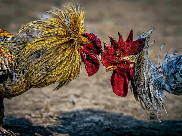 Koguty są specjalnie hodowane do toczenia pojedynków, a do ich dziobów i pazurów przywiązuje się noże.