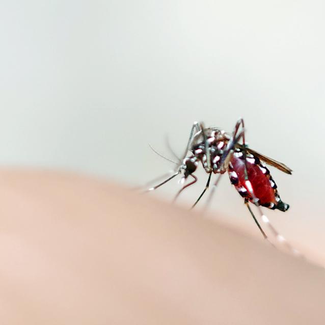 Denga: w Brazylii powstała jednodawkowa szczepionka