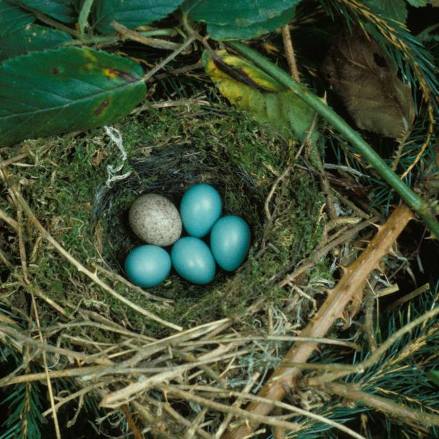 Jajo kukułki w gnieździe pokrzywnicy.