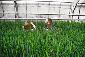 Robert Stoop z Żuławek, Holender o tyle typowy, że zawodowo związany z tulipanami jako hodowca cebulek; wprowadził odmianę Lech Wałęsa, teraz szuka godnej imienia Karola Wojtyły.