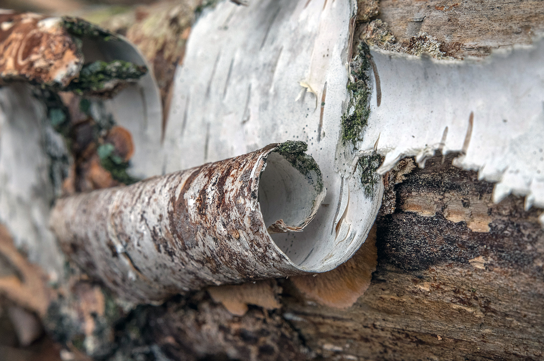 Eksperyment potwierdził intuicję: dziegieć w paleolicie wykorzystywano leczniczo