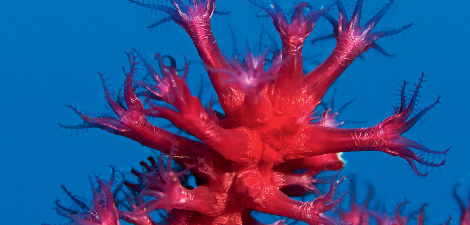 Polipy ­gorgonii Paramuricea ­placomus, preferującej zimne głębie oceanu.