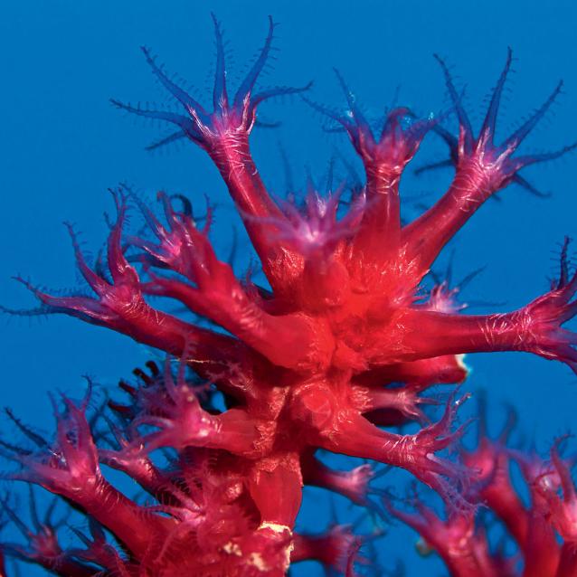 Polipy ­gorgonii Paramuricea ­placomus, preferującej zimne głębie oceanu.