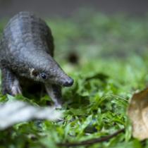 Młody pangolin, odzyskany z rąk przemytników, wypuszczany na wolność w Tajlandii.