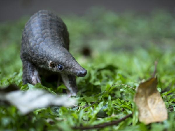 Młody pangolin, odzyskany z rąk przemytników, wypuszczany na wolność w Tajlandii.