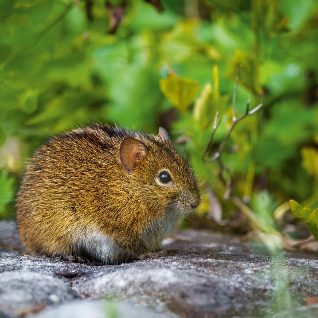 Trawomyszka namibska żyje na terenach trawiastych i w lasach. Żywi się głównie owadami, nasionami i owocami. Często uważana za szkodnika.
