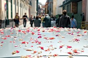 Dach samochodu zasypany płatkami kwiatów po przejściu jednej z procesji.