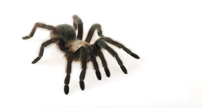 Pająk - strach