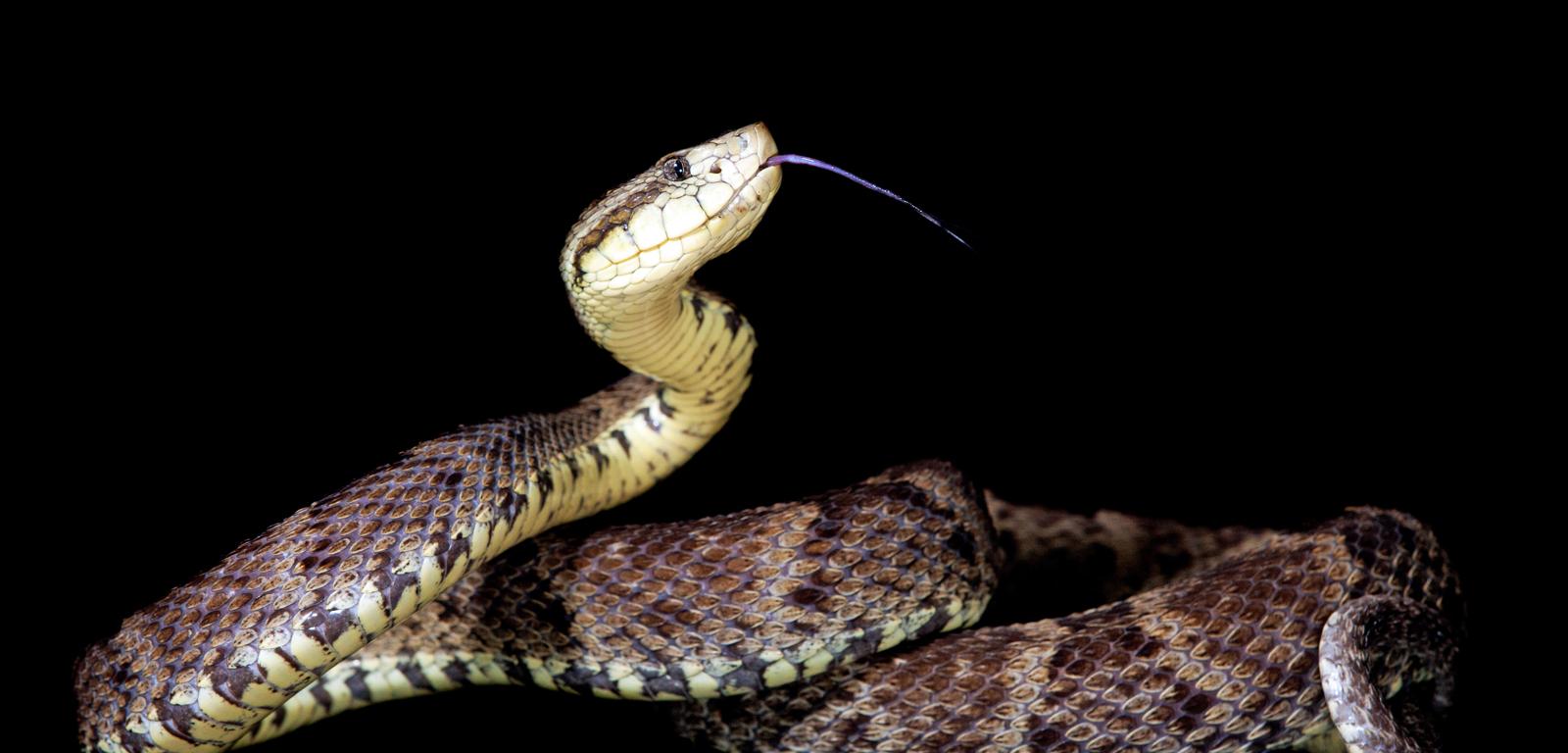 Wąż z gatunku Bothrops atrox.