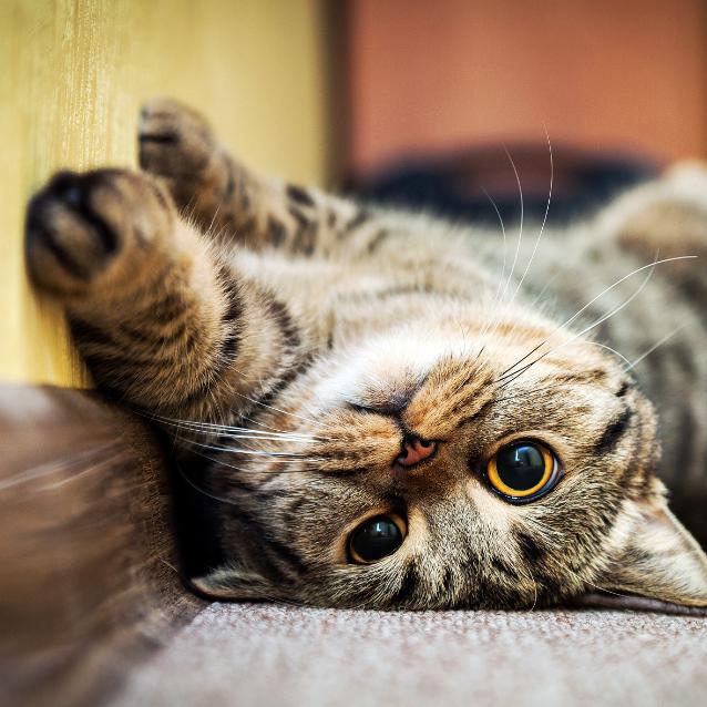 Kot domowy czyli Felis catus.