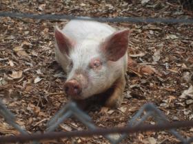 „Jeśli farmer usłyszy, że puszczanie muzyki świniom zwiększy mięsność, to będzie im puszczał radio”.