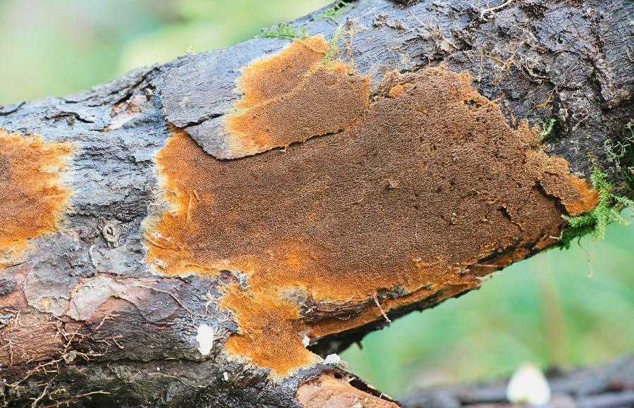 Kutnerka (rząd Thelephorales) ma niepozorne owocniki. W zależności od warunków środowiska wchodzi w ektomykoryzę z drzewami leśnymi.