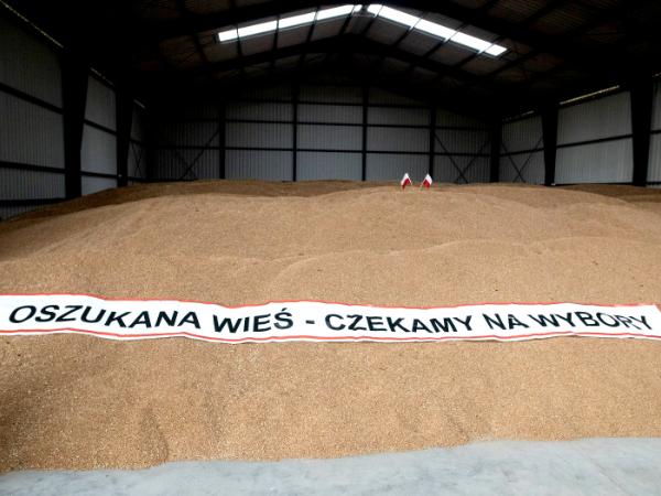 Lipsko pod Zamosciem. Zalegające zboże w gospodarstwie Janusza Szewery