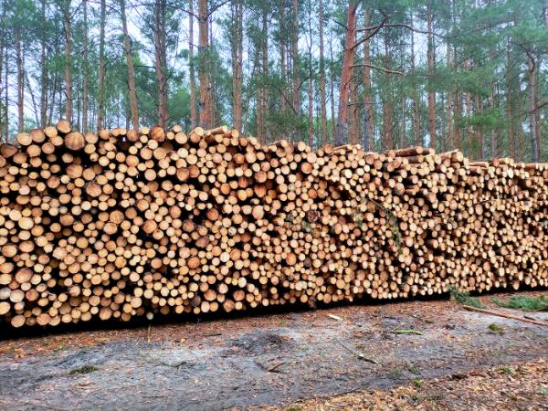 Wycinka drzew w Nadleśnictwie Jabłonna, grudzień 2024 r.