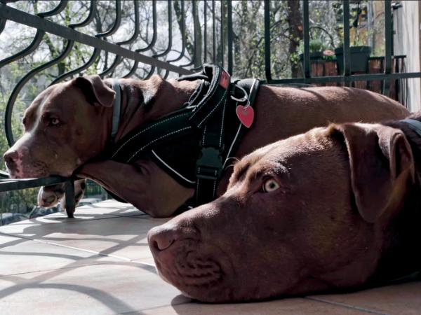 Balkon i psy Pawła Łozińskiego.