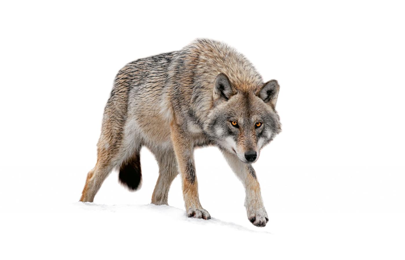 Według aktualnych wyliczeń w Polsce żyje 1500–2300 wilków.