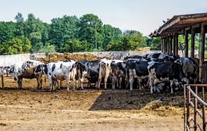 Krów jest w Janowie 600, koni 350, comiesięczne wpływy ze sprzedaży mleka finansują chude pensje pracowników.