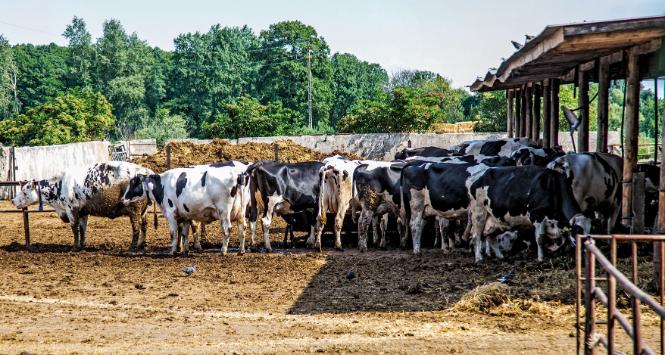 Krów jest w Janowie 600, koni 350, comiesięczne wpływy ze sprzedaży mleka finansują chude pensje pracowników.