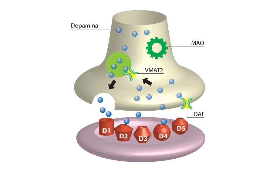 VMAT2 reguluje pęcherzykowy transport dopaminy. Przekaźnik ten jest chroniony w pęcherzykach przed działaniem enzymu, oksydazy monoaminowej (MAO); DAT – transporter dopaminy w części presynaptycznej błony komórkowej (akson neuronu); D1–D5 – receptory dopaminowe błony postsynaptycznej.