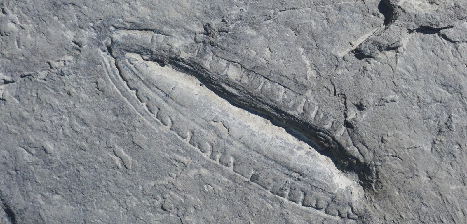 Skamieniałość Kimberella – ediakarańskiego zwierzęcia sprzed 555 mln lat – znaleziona w Rosji nad brzegiem Morza Białego. Badacze zidentyfikowali w niej resztki pokarmu.