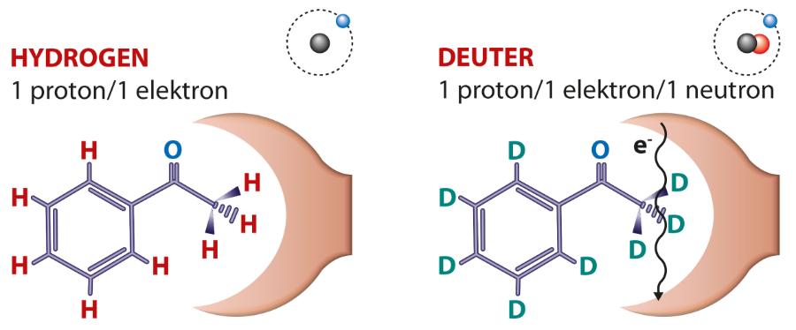 Cząsteczka acetofenonu (po lewej) oraz deuterowanego acetofenonu (po prawej). Obie mają dokładnie taki sam kształt, ale różny zapach. Wynika to prawdopodobnie z różnic oddziaływania na poziomie kwantowym – tunelowego efektu izotopowego.