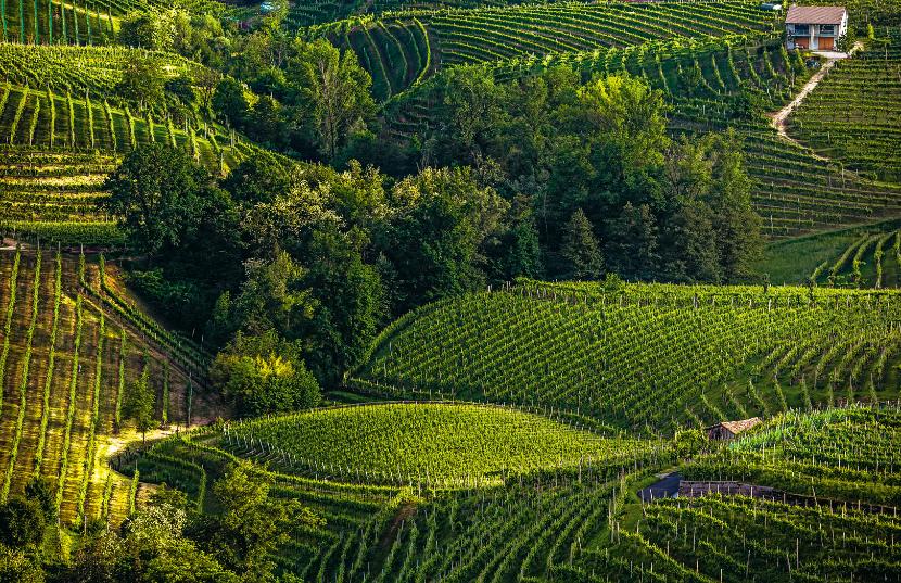 Wzgórza Valdobbiadene nie są rajskim zakątkiem pełnym starych winnic. To klasyczna monokultura spryskana chemikaliami.