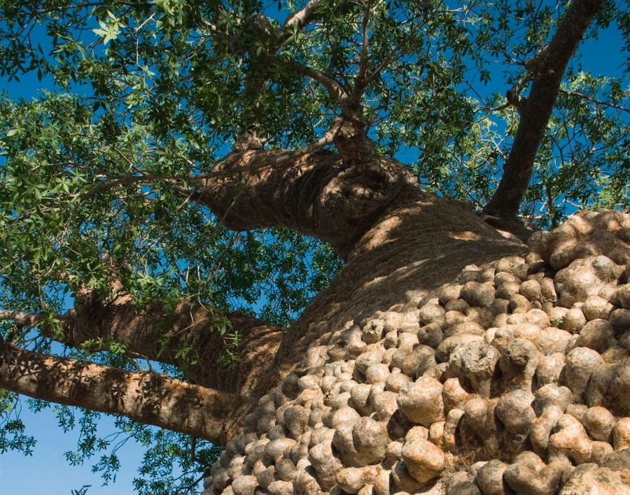 Madagaskarski baobab fony, zwany przez miejscowych Babcią. Według najnowszych badań może liczyć 1600 lat.
