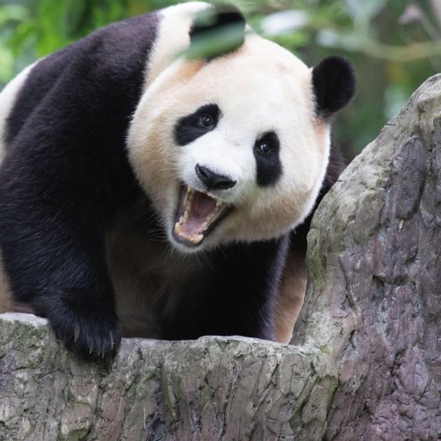 Pulsar patronuje. Panda wielka: żarłoczna dyplomatka