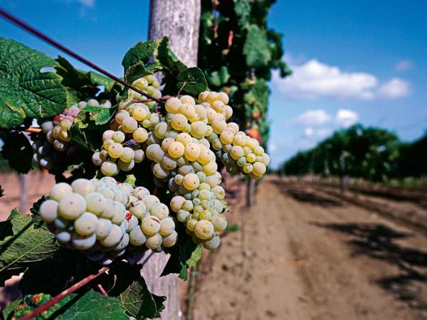 Wędrówka szlakiem polskich winnic? To nie żart