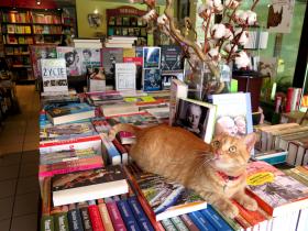 Bagatela Na Pięterku, Warszawa, ul. Bagatela 141. Dlaczego warto prowadzić księgarnię kameralną?Warto tworzyć małe, kameralne księgarnie, ponieważ to miejsca, gdzie książka nie jest wyłącznie towarem. Pracują w nich zazwyczaj księgarze, ludzie z prawdziwą pasją, którzy potrafią zgromadzić na nawet małej powierzchni najwartościowszą literaturę i stworzyć przyjazną atmosferę sprzyjającą miłym kontaktom międzyludzkim oraz zarazić miłością do czytania. Mniej znaczy więcej.2. Skąd pomysł na taką, a nie inną nazwę księgarni?Nazwa księgarni Bagatela Na Pięterku nawiązuje do nazwy ulicy, przy której się znajduje, a jej część „na pięterku” wskazuje na dokładną lokalizację: to antresola nad kwiaciarnią. Droga do nas usłana jest kwiatami i nigdzie indziej tak pięknie nie pachnie: zarówno książkami, jak i kwiatami.