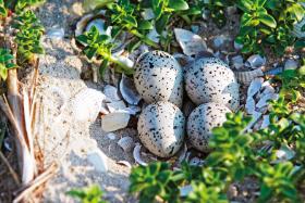 Jajka sieweczki obrożnej na piasku przypominają kamienie. Łatwo je niechcący rozdeptać.