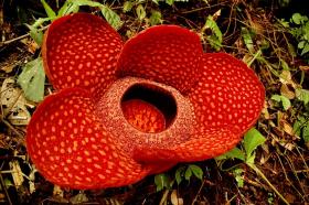 Rafflesia arnoldii, czyli Bukietnica ArnoldaJedna z najbardziej osławionych roślin, jednak niekoniecznie najchętniej wąchanych. Zapach Bukietnicy Arnolda przypomina odór gnijącego mięsa. Jak większość roślin, które nie mogą poszczycić się piękną wonią, jest rośliną pasożytniczą. Kwiat Bukietnicy Arnolda ma zawsze 5 płatków koloru czerwonego i jest jednocześnie uznawany za największy kwiat na świecie. Może bowiem osiągać 3 m szerokości i ważyć nawet 10 kg. Niestety (mimo zapachu) Bukietnica uznawana jest za roślinę wymierającą.