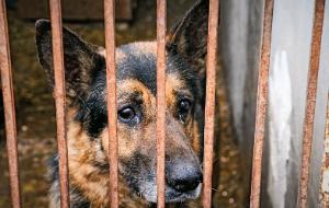 W 2017 r. do Sobolewa trafiło 11 psów z interwencji. Sznaucery, owczarki niemieckie i jakieś mieszańce, chude i zabiedzone.