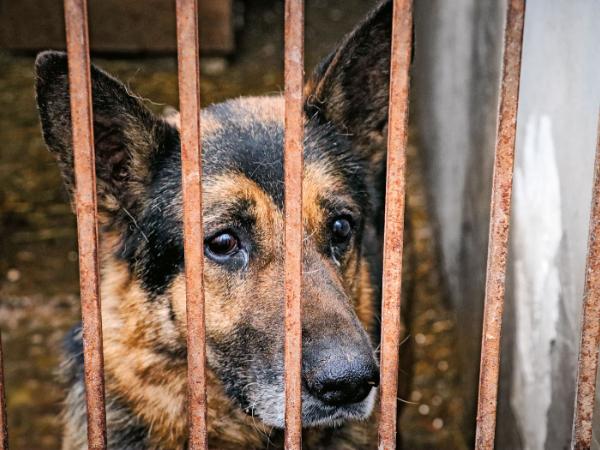 W 2017 r. do Sobolewa trafiło 11 psów z interwencji. Sznaucery, owczarki niemieckie i jakieś mieszańce, chude i zabiedzone.