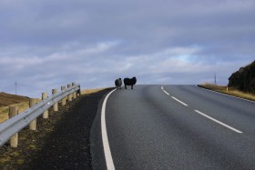 Na Wyspach Owczych istnieje specjalna jednostka policji ds. kolizji drogowych z udziałem owiec.