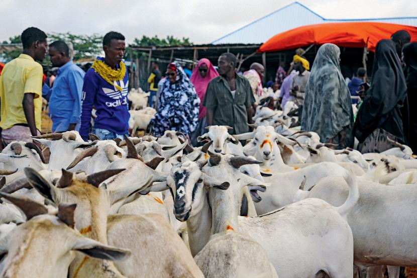 Targ w Mogadiszu. Ceny spadły, a kupców i tak nie ma. Co teraz zrobić ze zwierzętami?