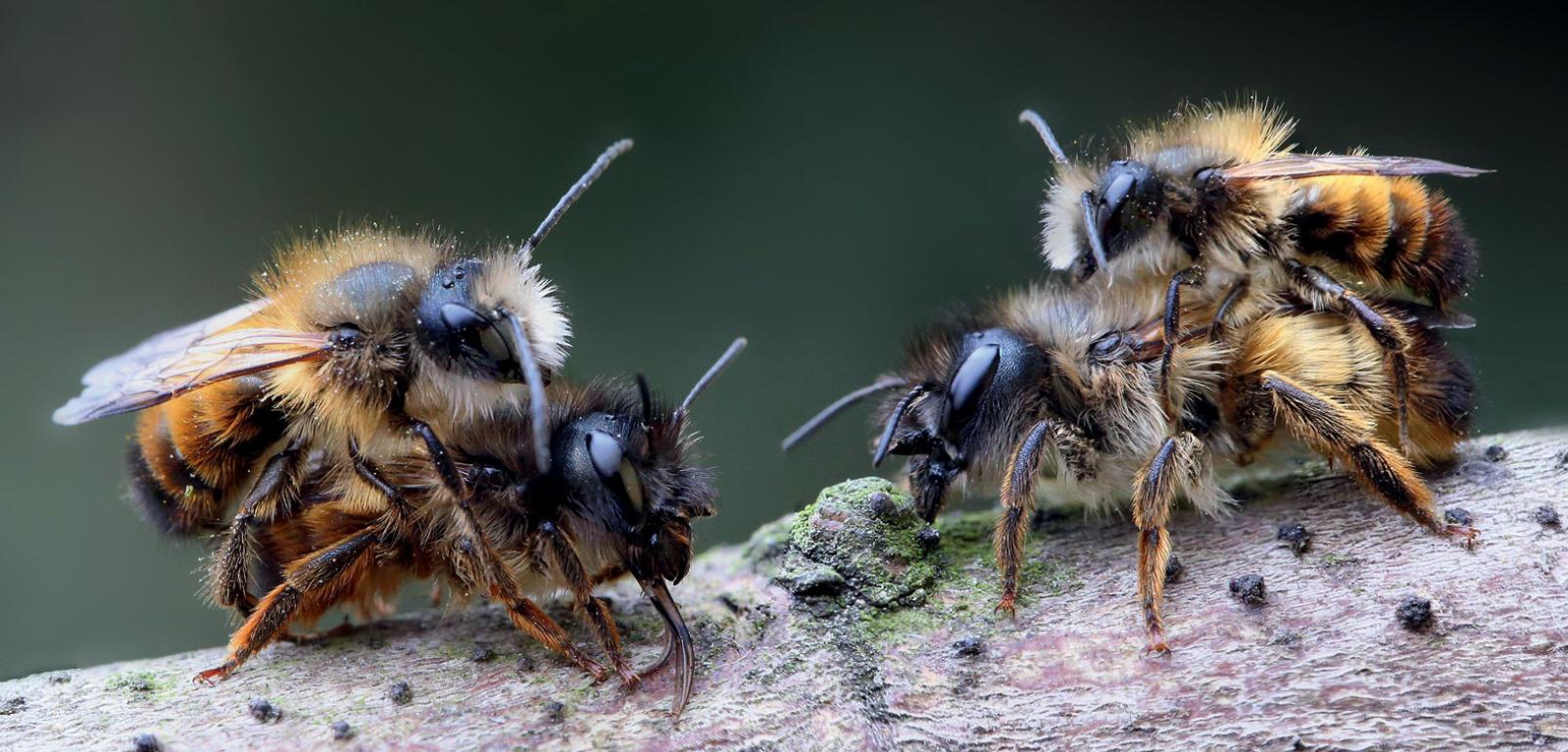 Pszczoły murarki prowadzą samotniczy tryb życia. Samce wychodzą z ­zimowisk pierwsze. Kiedy pojawia się nowa samica, rzuca się na nią tabun samców.