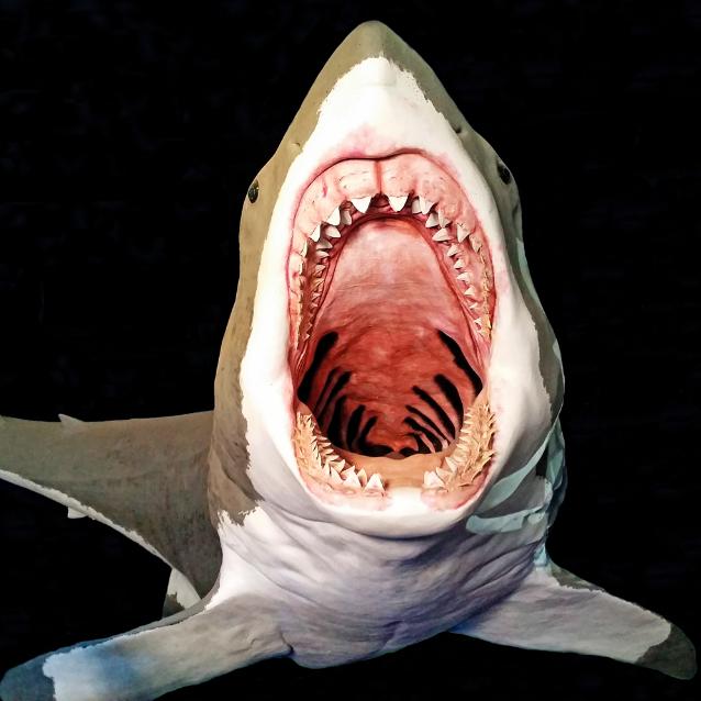 Megalodon - jedna z rekonstrukcji.