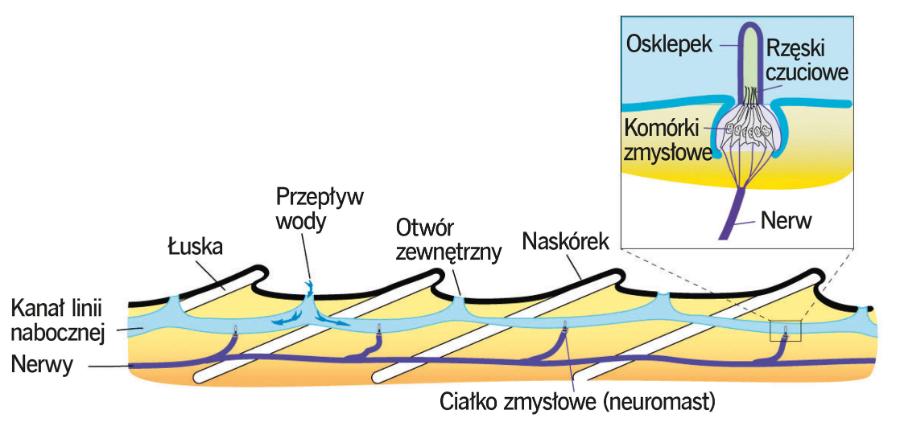 Schemat budowy linii nabocznej.