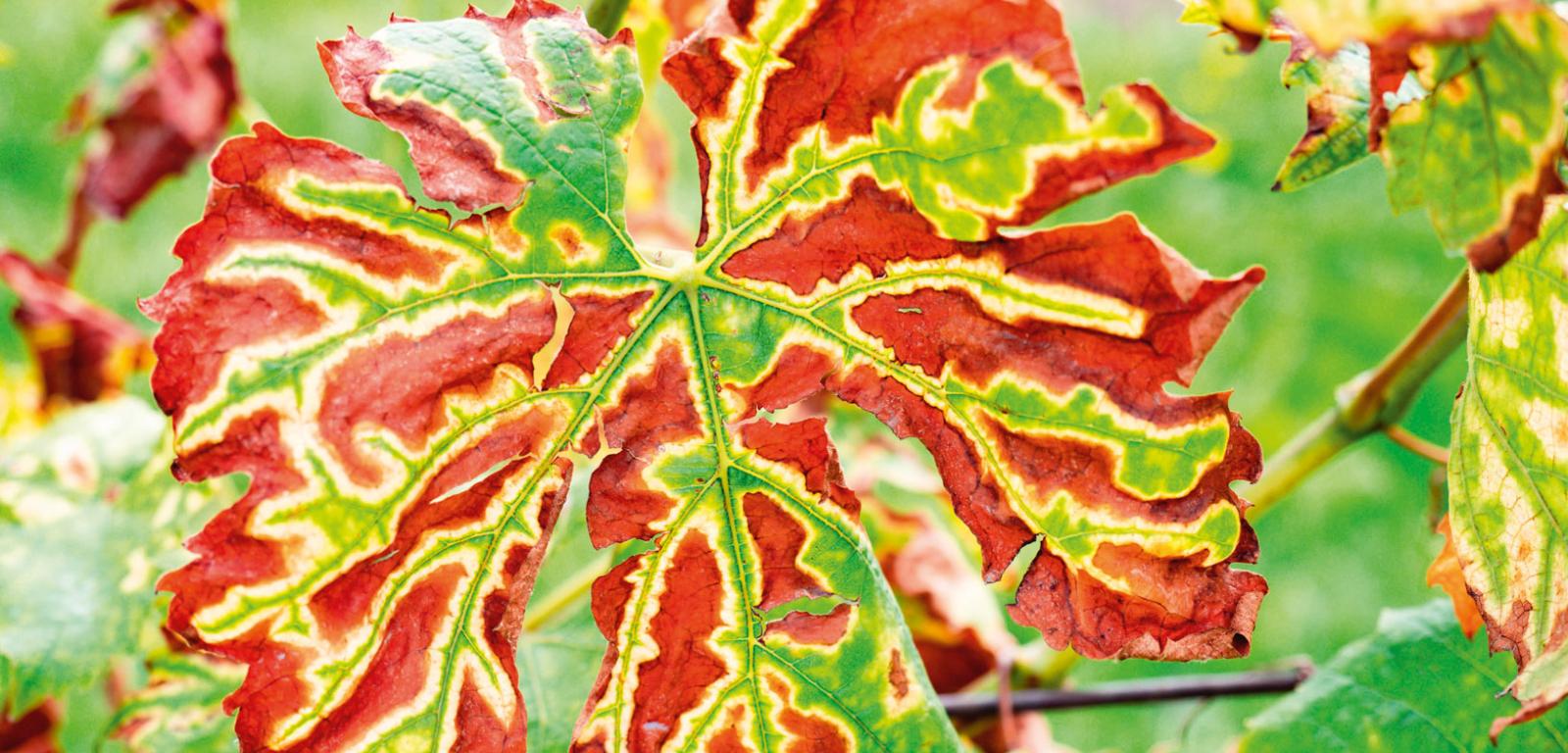 Stres wywołany infekcją zmienia wygląd rośliny (m.in. zabarwienie liści) oraz indukuje syntezę ochronnych fitoaleksyn.