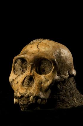 Australopithecus sediba. Odnaleziony w 2008 przez M. Bergera w jaskini Malapa w RPA. Prawdopodobnie ostatni wspólny przodek Homo. Ok. 2 mln lat temu. Teraz zbadano dokładnie jego zęby. Jadał liście, korę i owoce. Żył w środowisku leśnym. Nie na sawannie.