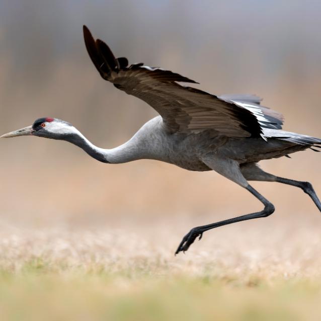 Pulsar - wyjątkowy portal naukowy.